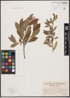 Foto von Salix aurita L. x Salix purpurea L.